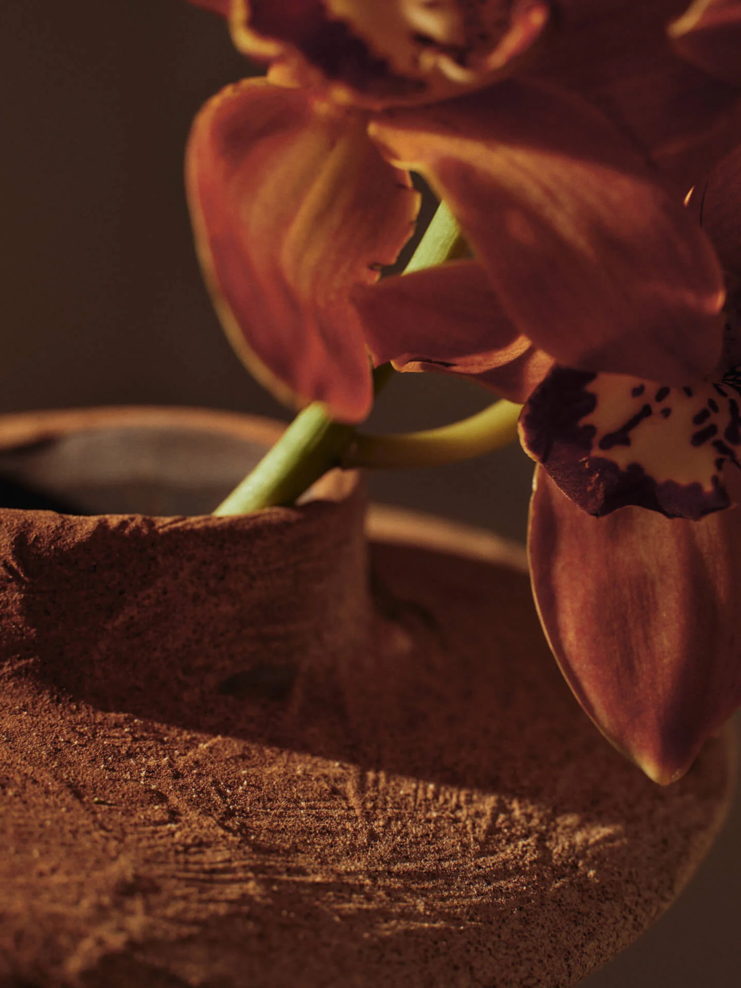 Evio Vase - Small - Burnt Umber - Image 4